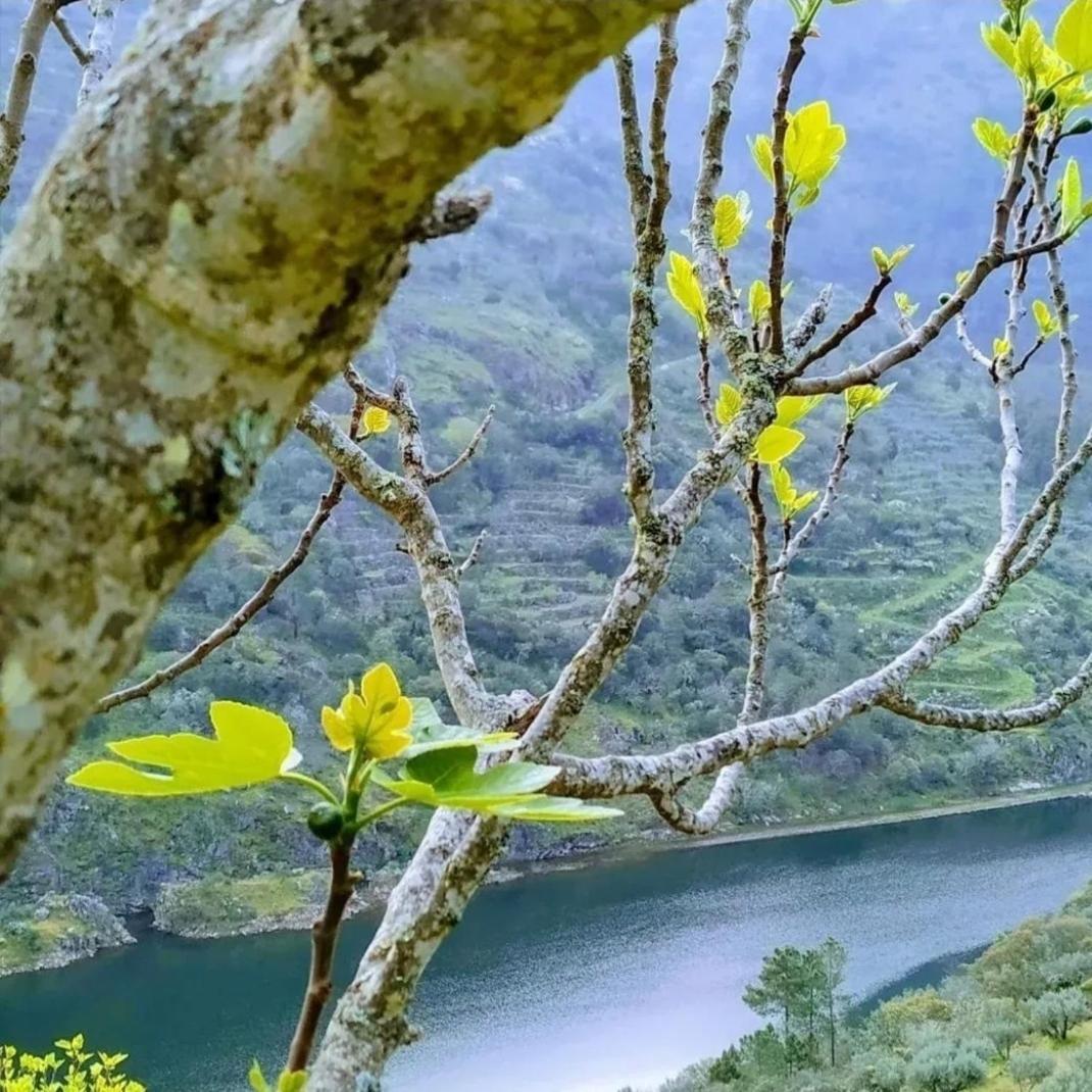 Vila Casas Da Rua Nova Alijó Exteriér fotografie